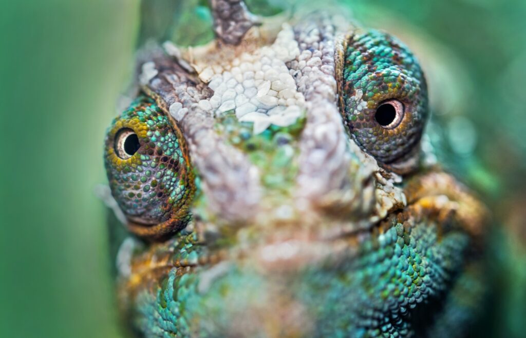 Chameleon se dívá do očí